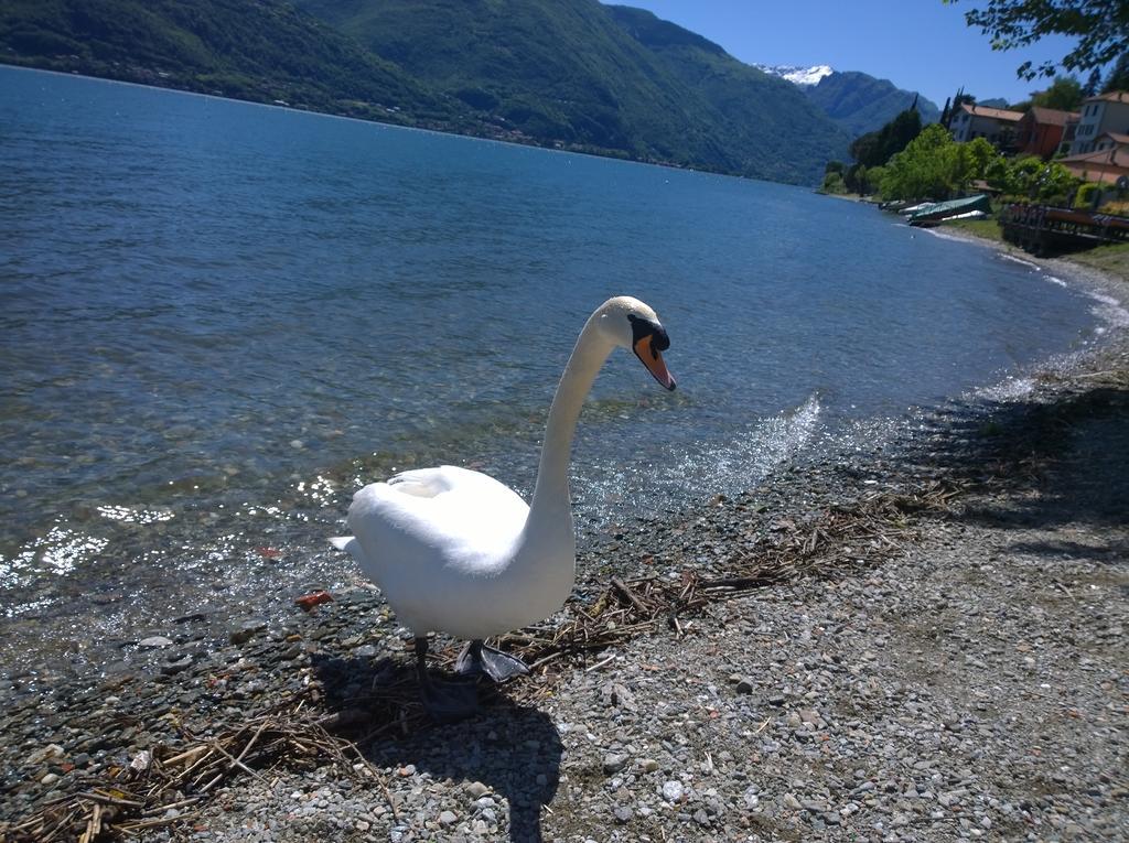 Venanzio! Appartement Pianello Del Lario Buitenkant foto